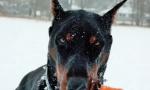 Doberman u vlasništvu roshine - pasmina ili roditeljstva?